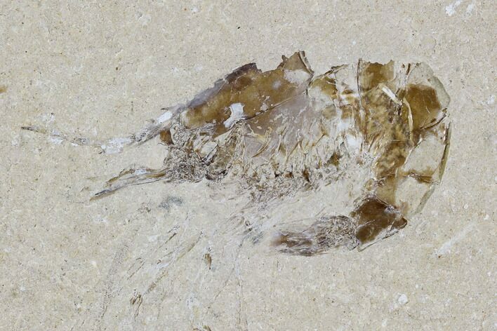 Cretaceous Fossil Shrimp - Lebanon #107430